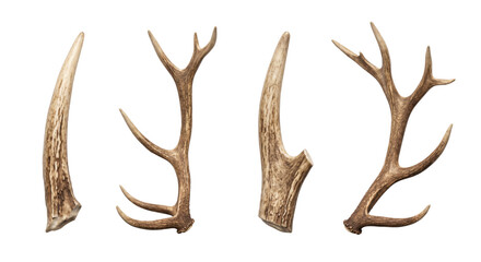 Natural deer antler horns set isolated © PNG Lab