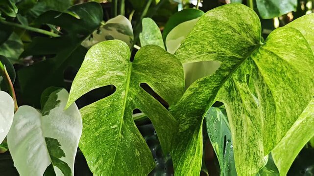 Panning right video of wet rare variegated Philodendron White Princess and leaves gently swaying in the breeze.