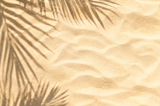 Tropical palm leaf shadow on golden beach sand, summer vacation background with soft sunlight, aesthetic coastal texture for travel and wellness isolated on White Background ai