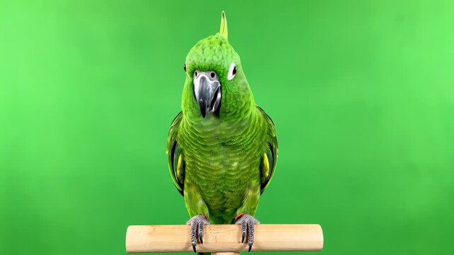 Green Parrot Perched on a Wooden Stand Against a Vibrant Green Background.
