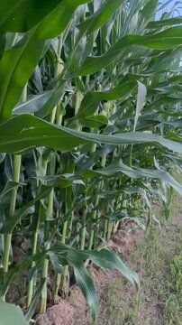 Point‑of‑view walk along a summer cornrow in a Midwest cornfield. Close‑up leaves, natural light, and steady forward motion create a calm agricultural scene with green rows and dirt path.