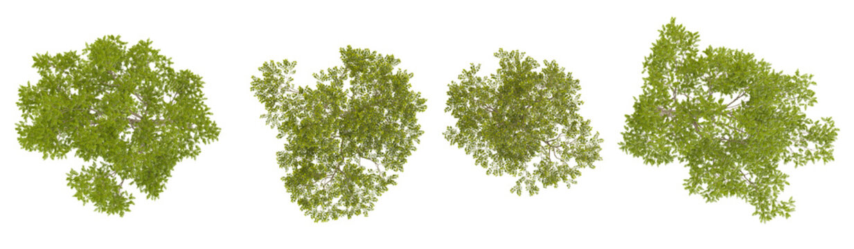 3d illustration of Celtis plants on transparent background from the top view