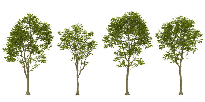 Set of Celtis plants on transparent background