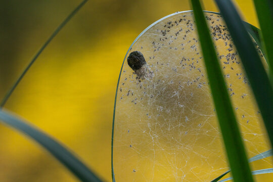 Spider egg sac with newly hatched spiderlings on a web in natural habitat
Close-up of a spider egg sac surrounded by hundreds of newly hatched spiderlings on a delicate web among green grass. Wildlife