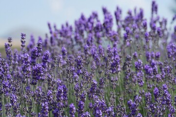 Obraz premium Texture of a blooming lavender field. Lush blooming purple lavender field with shallow depth of field and soft selective focus.