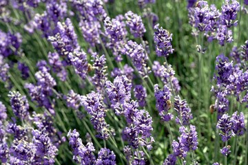 Obraz premium Texture of a blooming lavender field. Lush blooming purple lavender field with shallow depth of field and soft selective focus.