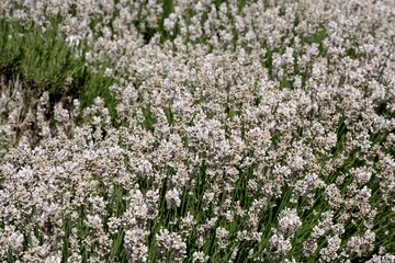 Obraz premium Large dense bush of white lavender flowers. Full frame texture of a field of white flowers. White lavender.