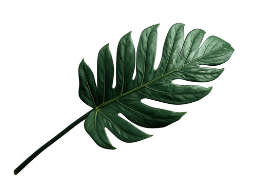Green tropical split-leaf philodendron foliage on transparent background, detailed botanical nature element
