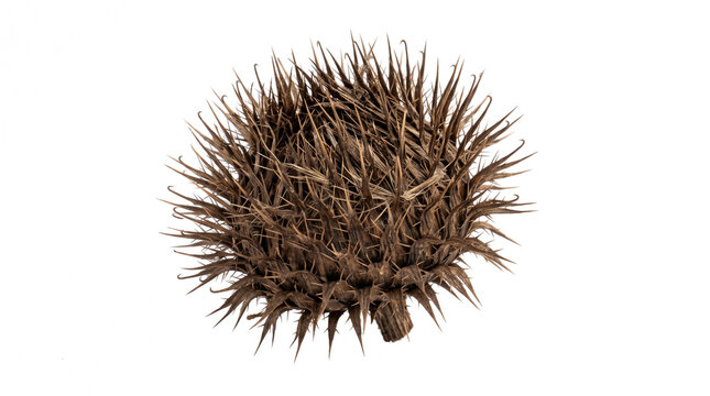 Macro photography of a spherical dried burdock burr featuring an extremely dense network of sharp hooked spines and rich brown textures