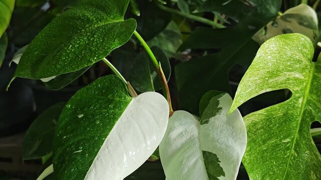 Close up video of wet rare variegated Philodendron White Princess leaves with water drops swaying gently in the breeze.