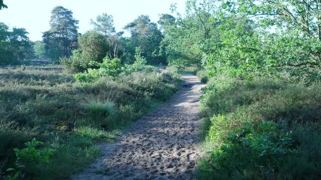 Point of view walking on a path in a beautiful forest during a sunny day