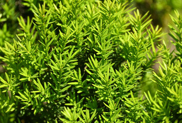 Naklejka premium Taxus (Yew) plant, leaves, close up