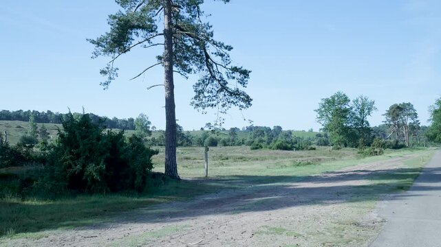 Pine tree shadow moving on a dirt road in a field