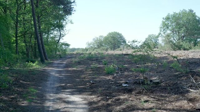 Handheld shot following a trail inside a deforested woodland