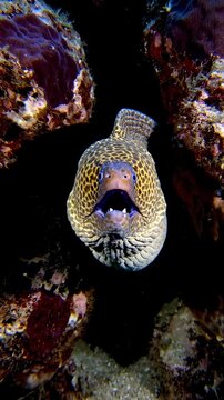 Close-up of a Moray Eel with Mouth Open in Coral Reef.