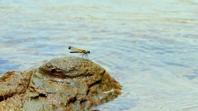 Clous up of a needle dragonfly on a river rock covered in moss, background of flowing river water