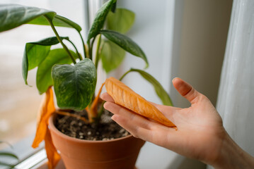 Fototapeta premium Hand holding a single dry yellowing houseplant leaf over a pot by a window, showing common issues like nutrient deficiency, root rot or disease and the need for plant care