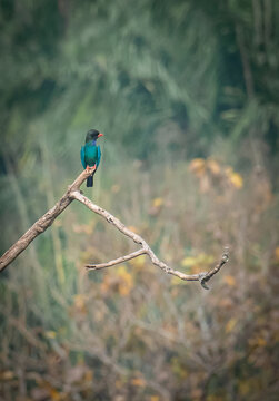 An Oriental Dollarbird (Eurystomus orientalis) perched on a dry tree branch in its natural habitat. This colorful wild bird is captured against a soft, blurred background.