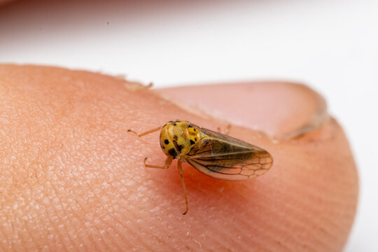 Kleinzikade (Cicadellidae) sitzt auf einem Finger