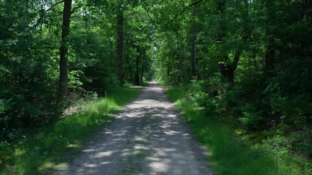 Point of view walking a dirt path in a green forest