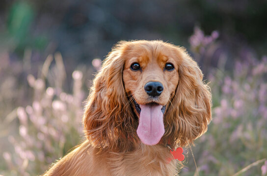 Red English Cocker Spaniel in a heather field