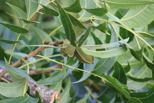 Pecans on tree