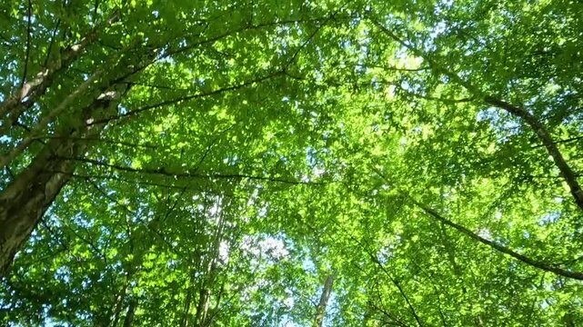Upward view through a green tree canopy with patches of blue sky and white clouds, camera panning slowly as sunlight flickers through swaying leaves on a bright summer day.