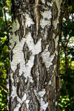 Close-up of birch tree trunk showing distinctive black and white bark pattern