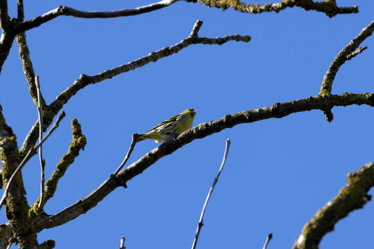 Female siskin perched on a branch
