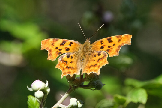 Comma Butterfly (Polygonia c-album) with Open Orange and Black Spotted Wings Perched on a Budding Flower with Natural Green Background