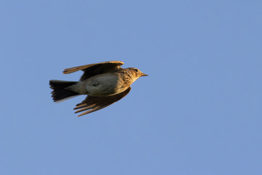 Skylark in flight