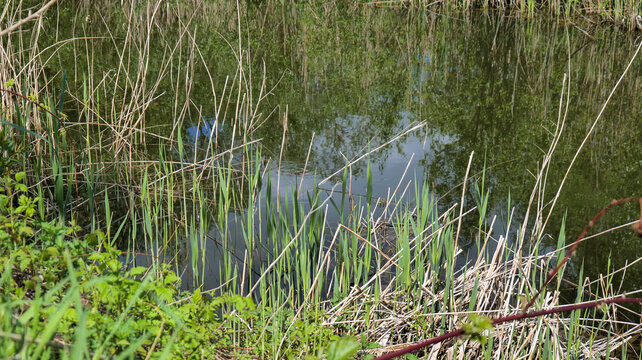 Green reeds growing along the shore of a calm lake with still water in a natural landscape. Peaceful outdoor scene suitable for nature, wetland, ecology, and wildlife concepts