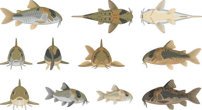 Collection of corydoras catfish in multiple angles and perspectives for professional aquarium pet shop graphics