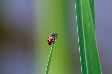 Fototapeta premium Pink Spotted Lady Beetle perched on the tip of a grass blade
