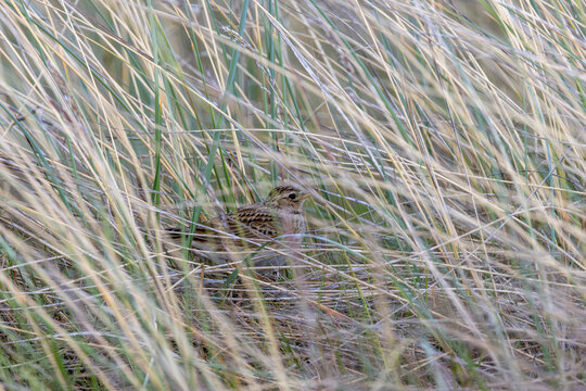 Skylark hidden in dune grass