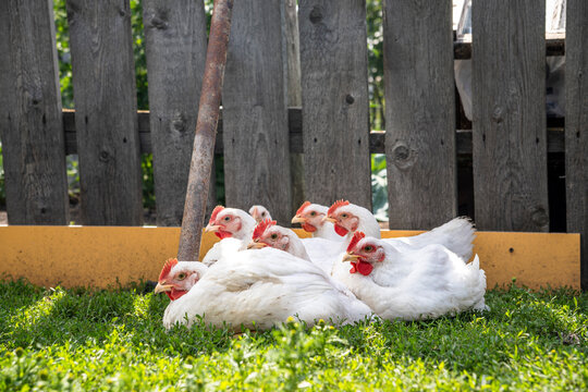 Group of white chickens resting on grass by a wooden fence in a farmyard