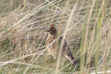 Fototapeta premium Skylark standing among dune grass
