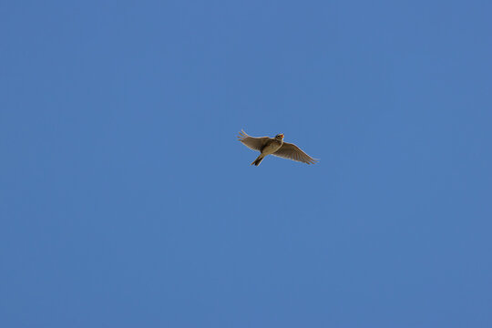Skylark singing in flight