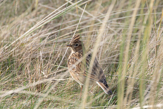 Skylark standing among dune grass