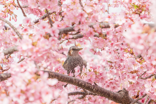 Brown-eared bulbul among pink cherry blossoms in spring

