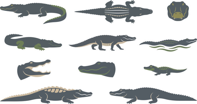Comprehensive set of crocodile illustrations in various positions including swimming, walking, and head portraits.