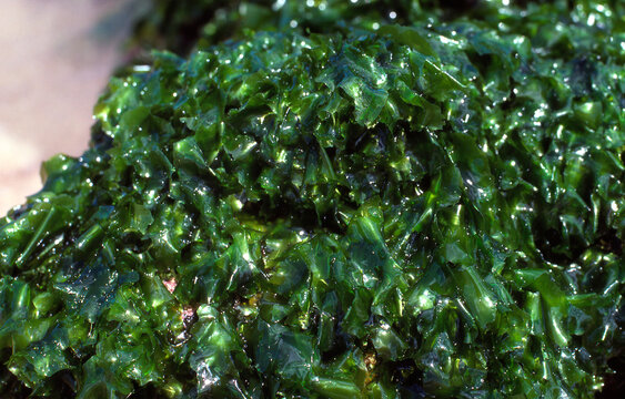 Closeup of Sea Lettuce, Ulva fasciata, Hawaii