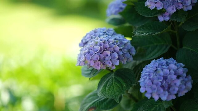 Blooming blue Hydrangea macrophylla Magical Evolution in wicker planter on outdoor patio with blurred lush green garden background. Elegant container gardening and landscaping in natural summer light