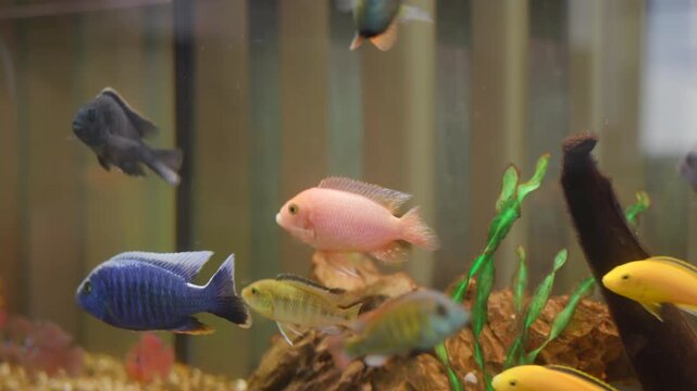 Colorful tropical freshwater aquarium scene showing clustered cichlids and small ornamental fish near driftwood and plants under soft diffused light