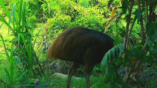 A graceful cassowary in the wild with lush green foliage