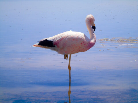 A single pink flamingo stands on one leg in shallow blue water with its reflection visible