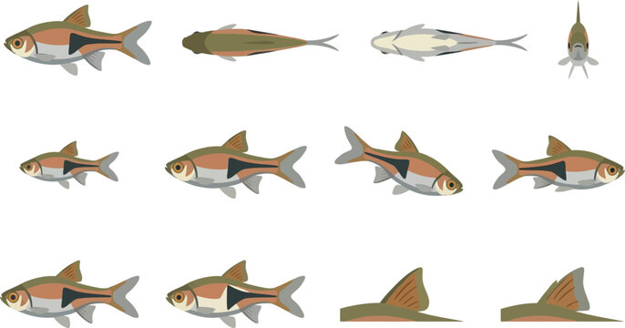 Set of harlequin rasbora fish illustrations showing various swimming angles and positions for aquarium design projects