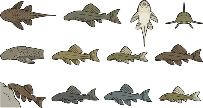 Set of various plecostomus fish illustrations showing different angles and poses for aquarium and nature designs