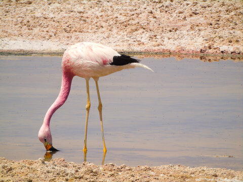 Pink Flamingo Bending Down to Drink Water in a Shallow Salty Lagoon with Sandy Shore