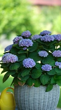 Watering blooming blue Hydrangea macrophylla Magical Evolution in wicker planter. Gentle plant care, container gardening, vibrant blossom. Gardening, hydrangea color change and horticulture concepts.